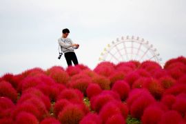 Bạt ngàn những cánh đồng hoa đẹp ở công viên Hitachi Seaside Nhật Bản